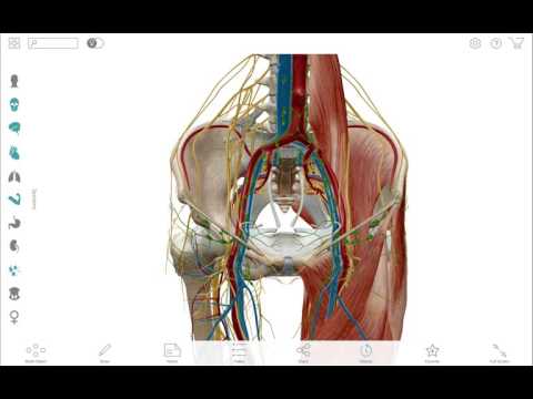 3d human anatomy atlas